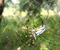 Trichonephila senegalensis annulata