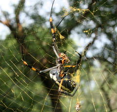 Trichonephila senegalensis annulata