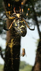 Trichonephila senegalensis annulata