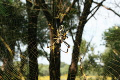Trichonephila senegalensis annulata