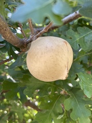 Andricus quercuscalifornicus