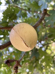 Andricus quercuscalifornicus