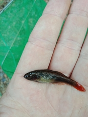 Hypseleotris galii