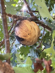 Andricus quercuscalifornicus