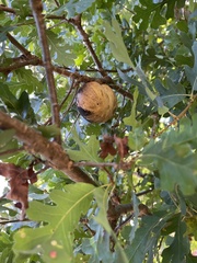 Andricus quercuscalifornicus