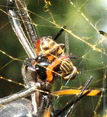 Eristalodes