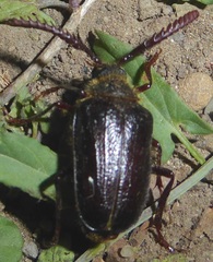 Prionus emarginatus