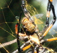 Eristalodes