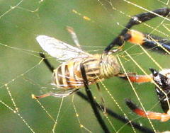 Eristalodes
