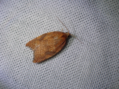 Acleris rhombana