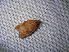 Acleris rhombana