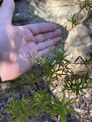 Grevillea phylicoides