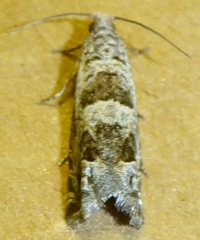Pseudexentera spoliana