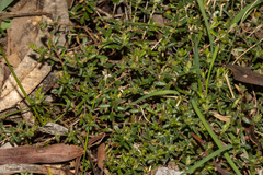 Hibbertia hirsuta