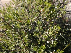 Phylica oleifolia