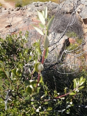 Phylica oleifolia