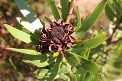 Leucadendron microcephalum