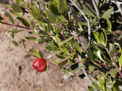 Phylica oleifolia