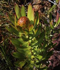 Leucadendron microcephalum