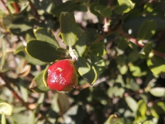 Phylica oleifolia
