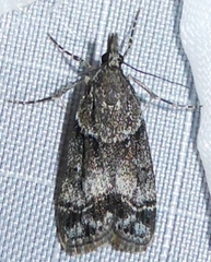 Cosipara modulalis