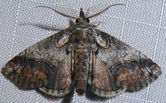 Paectes abrostolella