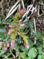 Disterigma acuminatum