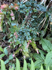 Disterigma acuminatum