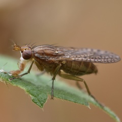 Euthycera fumigata