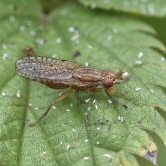 Euthycera fumigata