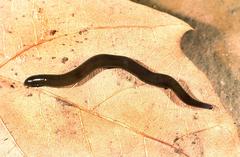Artiocotylus