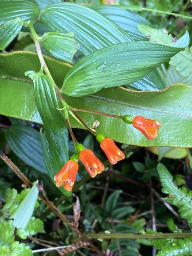 Bomarea distichifolia (Bomarea distichifolia)