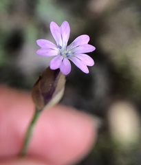 Petrorhagia nanteuilii