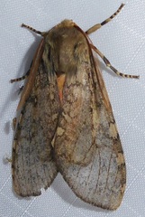 Pseudohemihyalea labecula