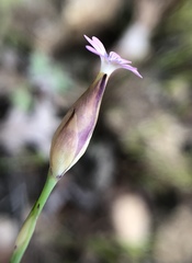 Petrorhagia nanteuilii