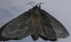 Gloveria arizonensis