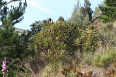 Protea longifolia