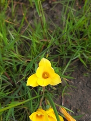 Romulea saldanhensis