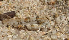 Sphingonotus uvarovi