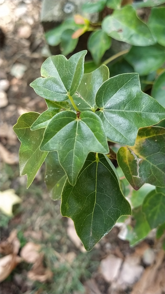 Acer paxii (Acer paxii)