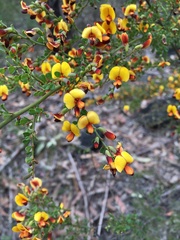 Bossiaea obcordata