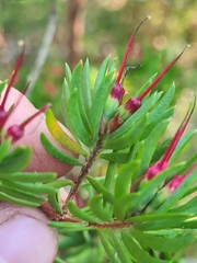Darwinia procera