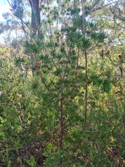 Darwinia procera