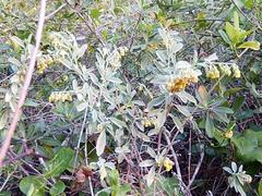 Hermannia holosericea