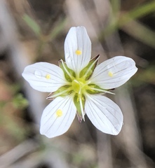 Sabulina douglasii