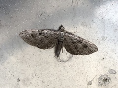 Eupithecia pusillata
