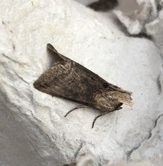 Abrostola tripartita