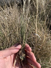 Hesperostipa curtiseta