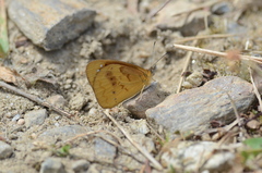 Lymanopoda caeruleata