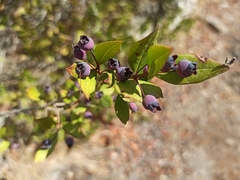 Myrtus communis communis